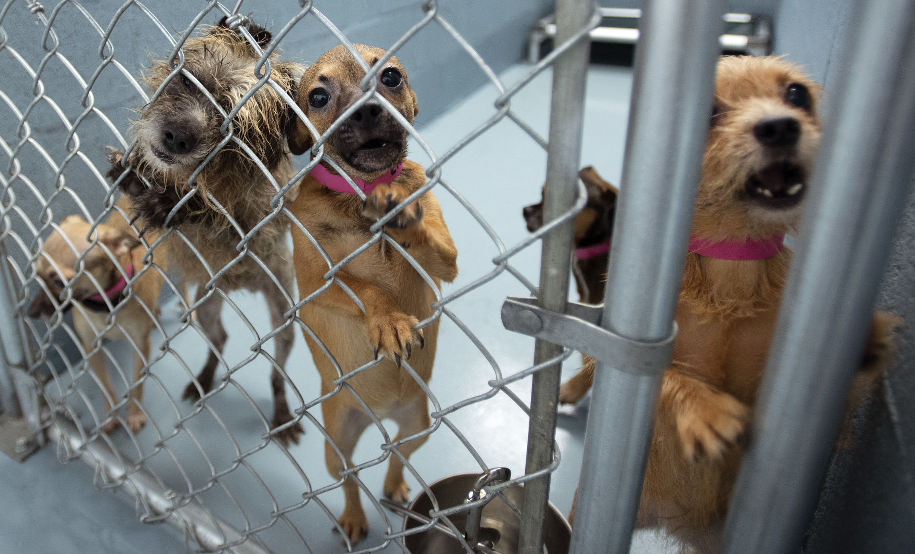 BVA Dog Adoption-04